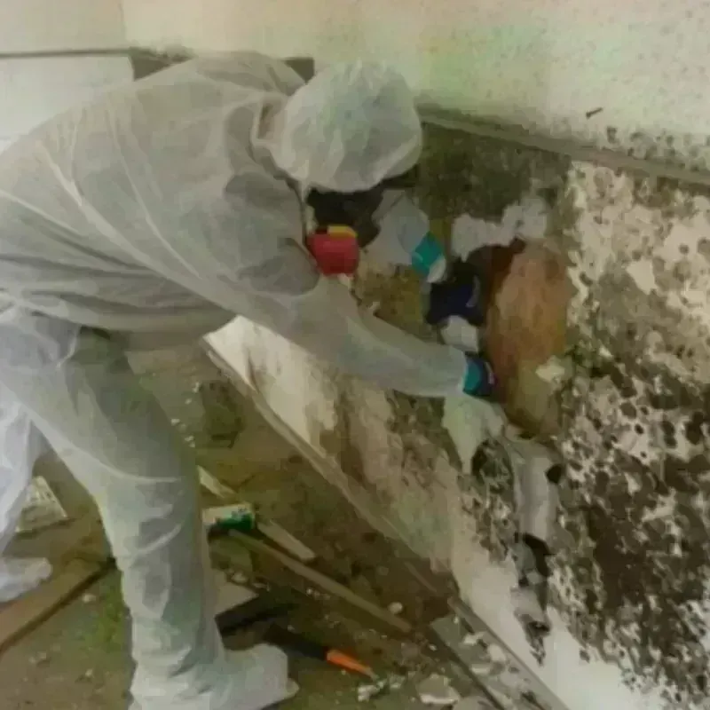 Mold Remediation and Removal in Mount Orab, OH